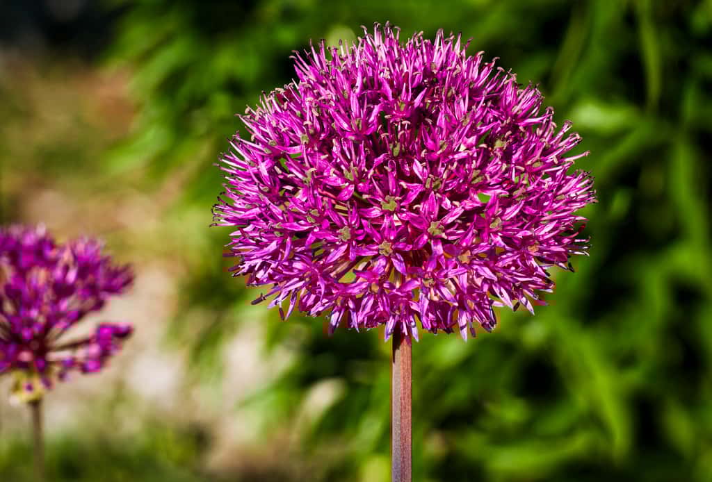 L’ail d’ornement (<i>allium</i>). © Thomas Hassel, Flickr